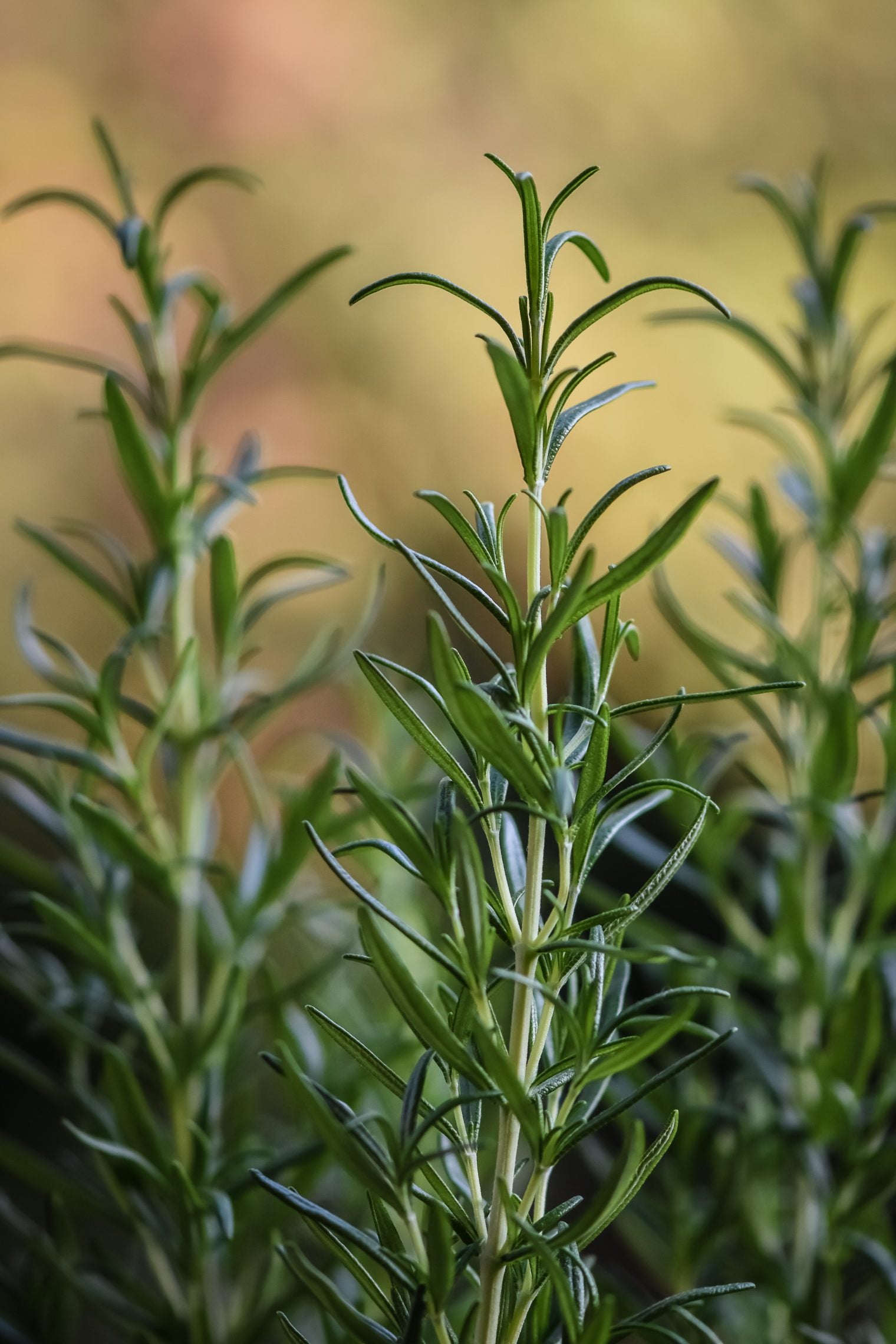 HOW TO USE ROSEMARY OIL FOR HAIR GROWTH Miod Skincare